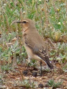 Female Western Black-eared Wheatears can be tricky to ID - Oenanthe hispanica hispanica © John Muddeman